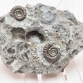 Rare Double Bifericeras Ammonites – Lower Lias Fossil from Robin Hood's Bay