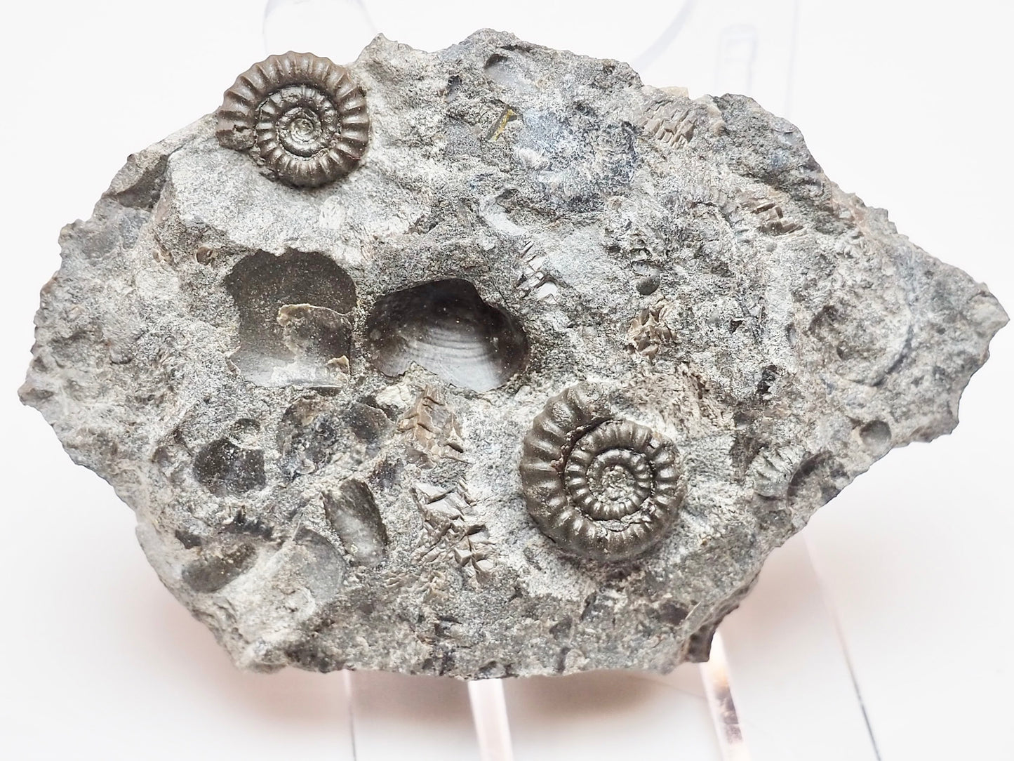 Rare Double Bifericeras Ammonites – Lower Lias Fossil from Robin Hood's Bay