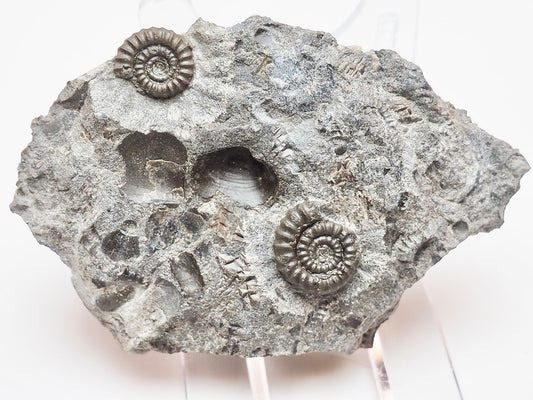 Rare Double Bifericeras Ammonites – Lower Lias Fossil from Robin Hood's Bay