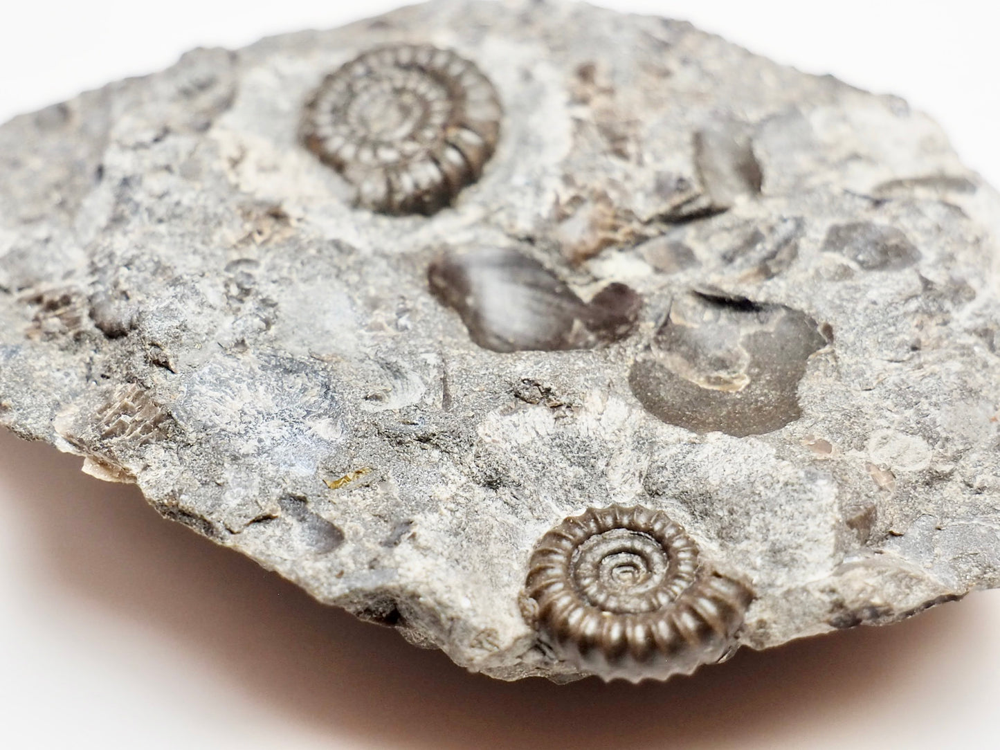 Rare Double Bifericeras Ammonites – Lower Lias Fossil from Robin Hood's Bay