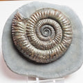 Professionally Prepared Dactylioceras Ammonite – Smooth Matrix Display Fossil