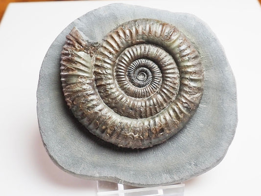 Professionally Prepared Dactylioceras Ammonite – Smooth Matrix Display Fossil