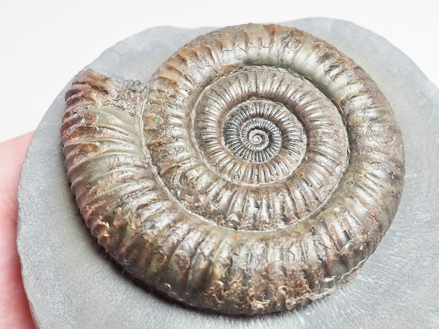Professionally Prepared Dactylioceras Ammonite – Smooth Matrix Display Fossil