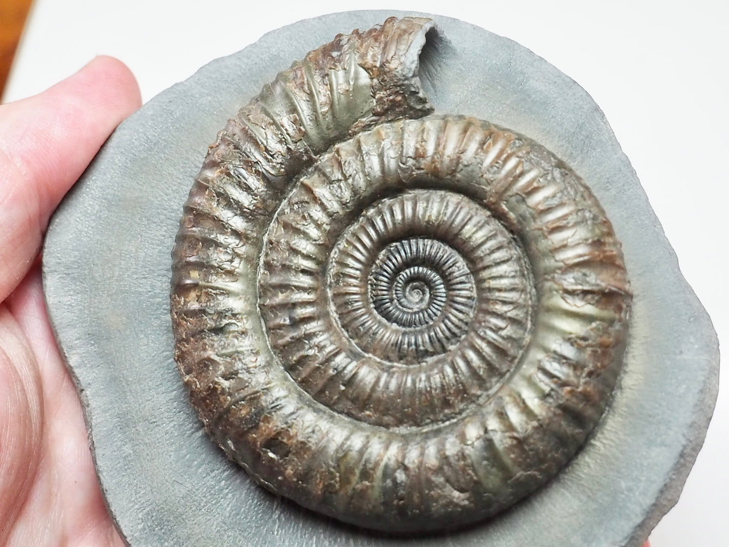 Professionally Prepared Dactylioceras Ammonite – Smooth Matrix Display Fossil