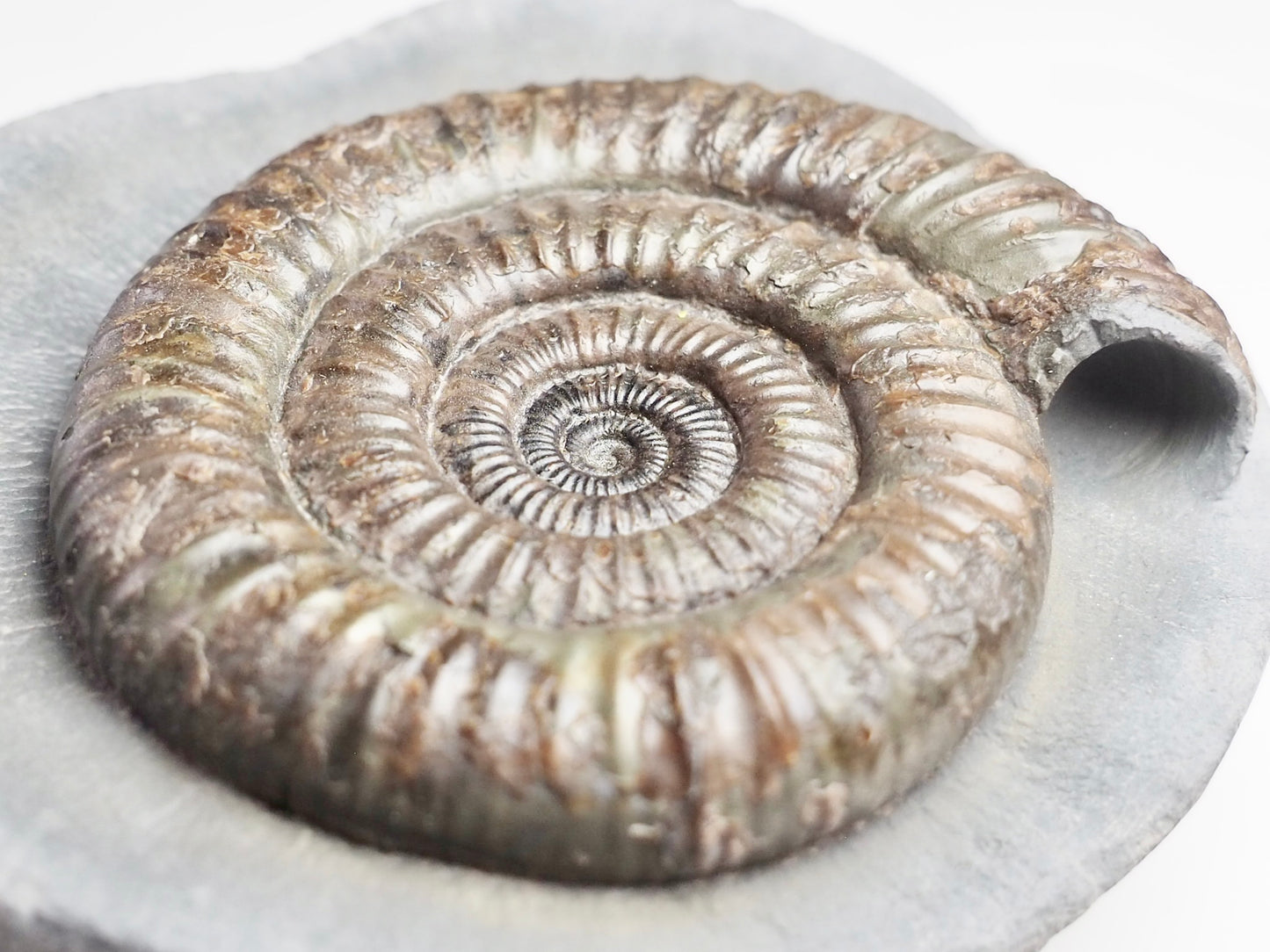 Professionally Prepared Dactylioceras Ammonite – Smooth Matrix Display Fossil