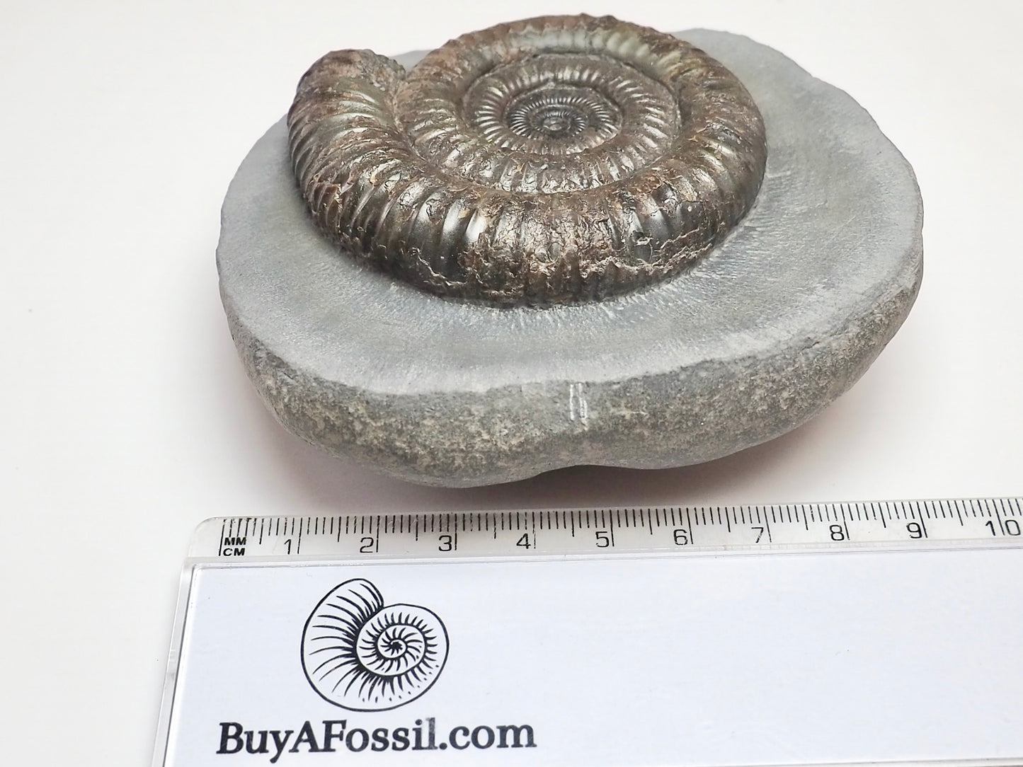 Professionally Prepared Dactylioceras Ammonite – Smooth Matrix Display Fossil