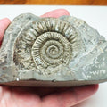 Cut Base Dactylioceras Ammonite Fossil – Authentic Yorkshire Coast Jurassic Fossil