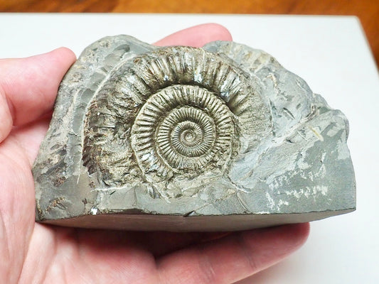Cut Base Dactylioceras Ammonite Fossil – Authentic Yorkshire Coast Jurassic Fossil