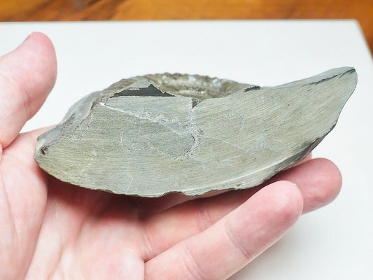 Cut Base Dactylioceras Ammonite Fossil – Authentic Yorkshire Coast Jurassic Fossil