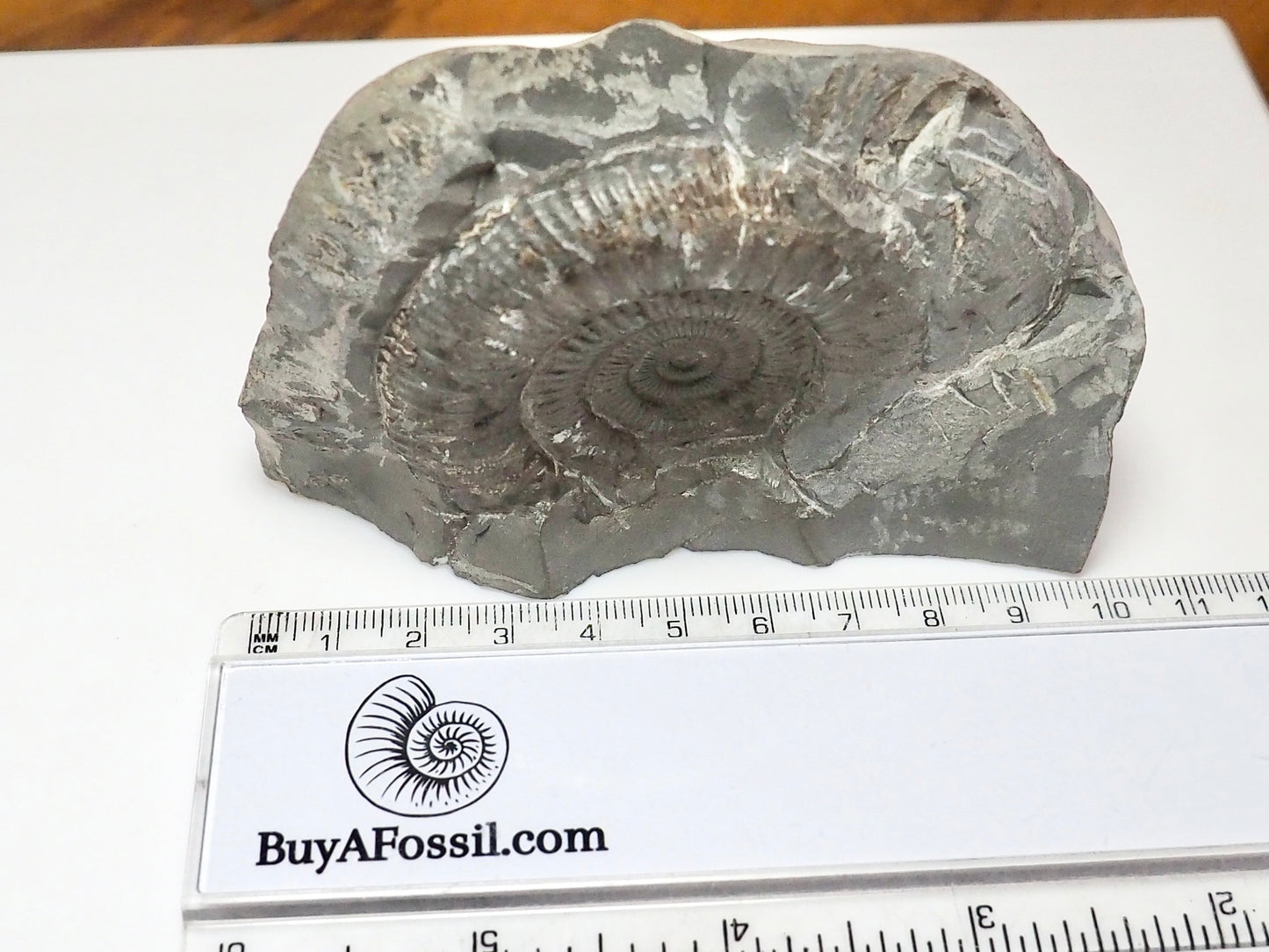 Cut Base Dactylioceras Ammonite Fossil – Authentic Yorkshire Coast Jurassic Fossil