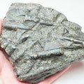 Yorkshire Coast Belemnite Bed Fossil – Saltwick Bay Near Whitby