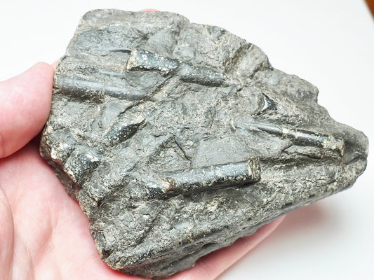 Yorkshire Coast Belemnite Bed Fossil – Saltwick Bay Near Whitby
