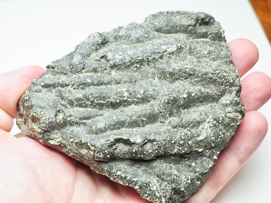 Yorkshire Coast Belemnite Bed Fossil – Saltwick Bay Near Whitby