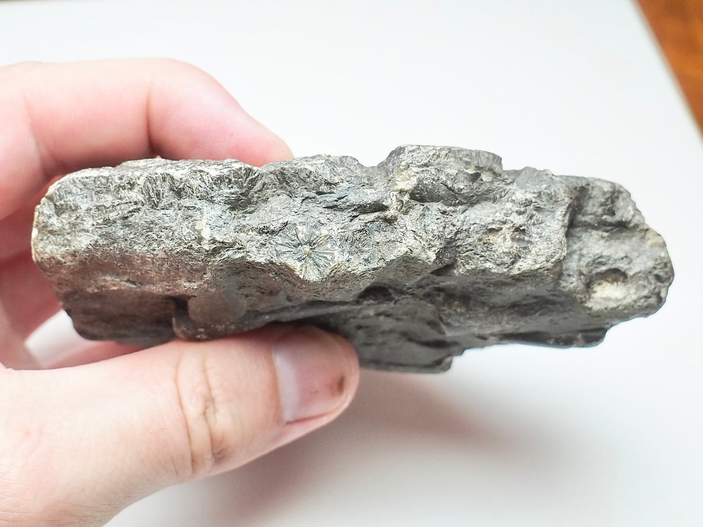 Yorkshire Coast Belemnite Bed Fossil – Saltwick Bay Near Whitby