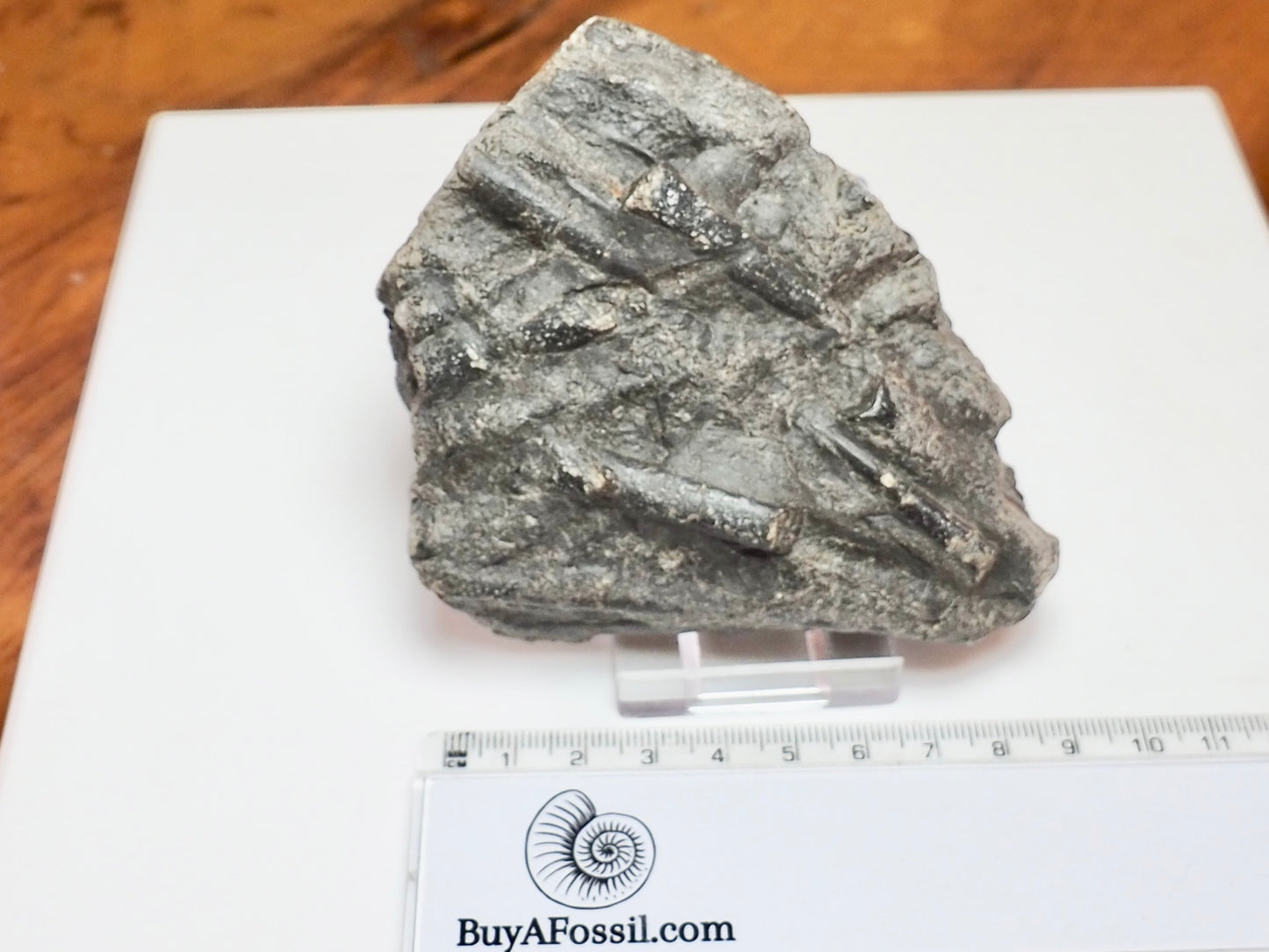 Yorkshire Coast Belemnite Bed Fossil – Saltwick Bay Near Whitby