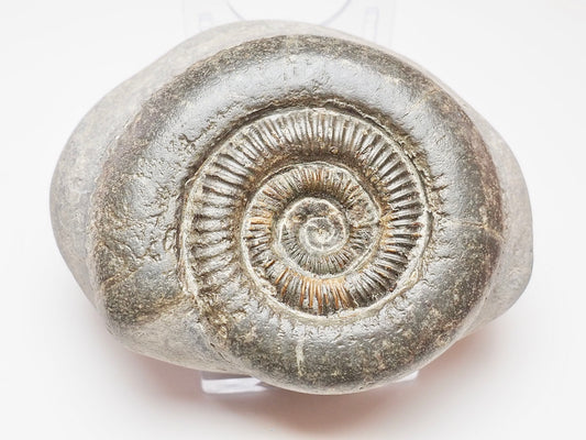 Yorkshire Coast Dactylioceras Ammonite – Jurassic Fossil from Whitby