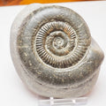 Yorkshire Coast Dactylioceras Ammonite – Jurassic Fossil from Whitby