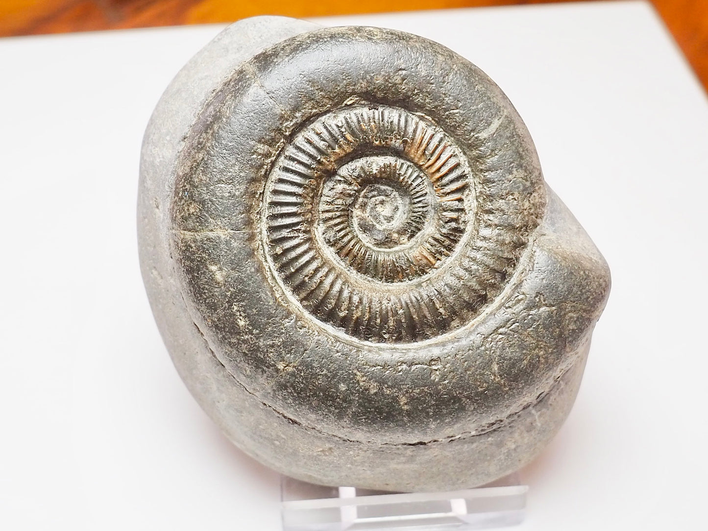 Yorkshire Coast Dactylioceras Ammonite – Jurassic Fossil from Whitby