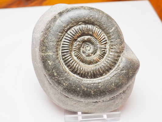 Yorkshire Coast Dactylioceras Ammonite – Jurassic Fossil from Whitby
