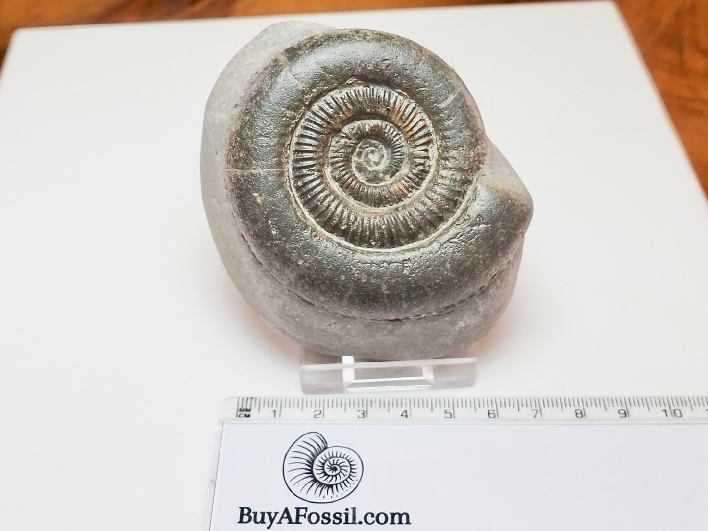 Yorkshire Coast Dactylioceras Ammonite – Jurassic Fossil from Whitby