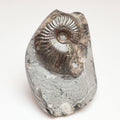 Small Eleganticeras Ammonite Fossil – Yorkshire Coast Jurassic Fossil