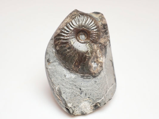 Small Eleganticeras Ammonite Fossil – Yorkshire Coast Jurassic Fossil