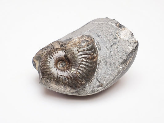 Small Eleganticeras Ammonite Fossil – Yorkshire Coast Jurassic Fossil