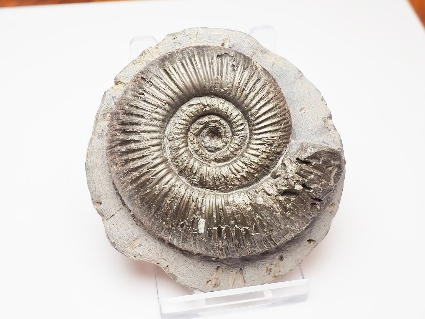 Dactylioceras Semicelatum Ammonite – Whitby Yorkshire Coast Fossil