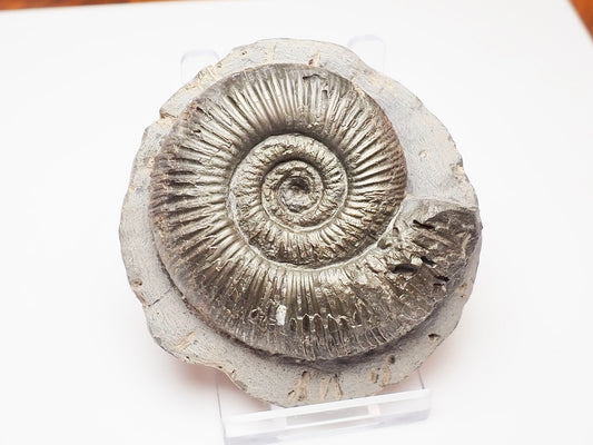Dactylioceras Semicelatum Ammonite – Whitby Yorkshire Coast Fossil
