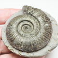 Dactylioceras Semicelatum Ammonite – Whitby Yorkshire Coast Fossil