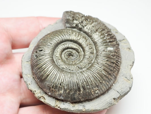 Dactylioceras Semicelatum Ammonite – Whitby Yorkshire Coast Fossil