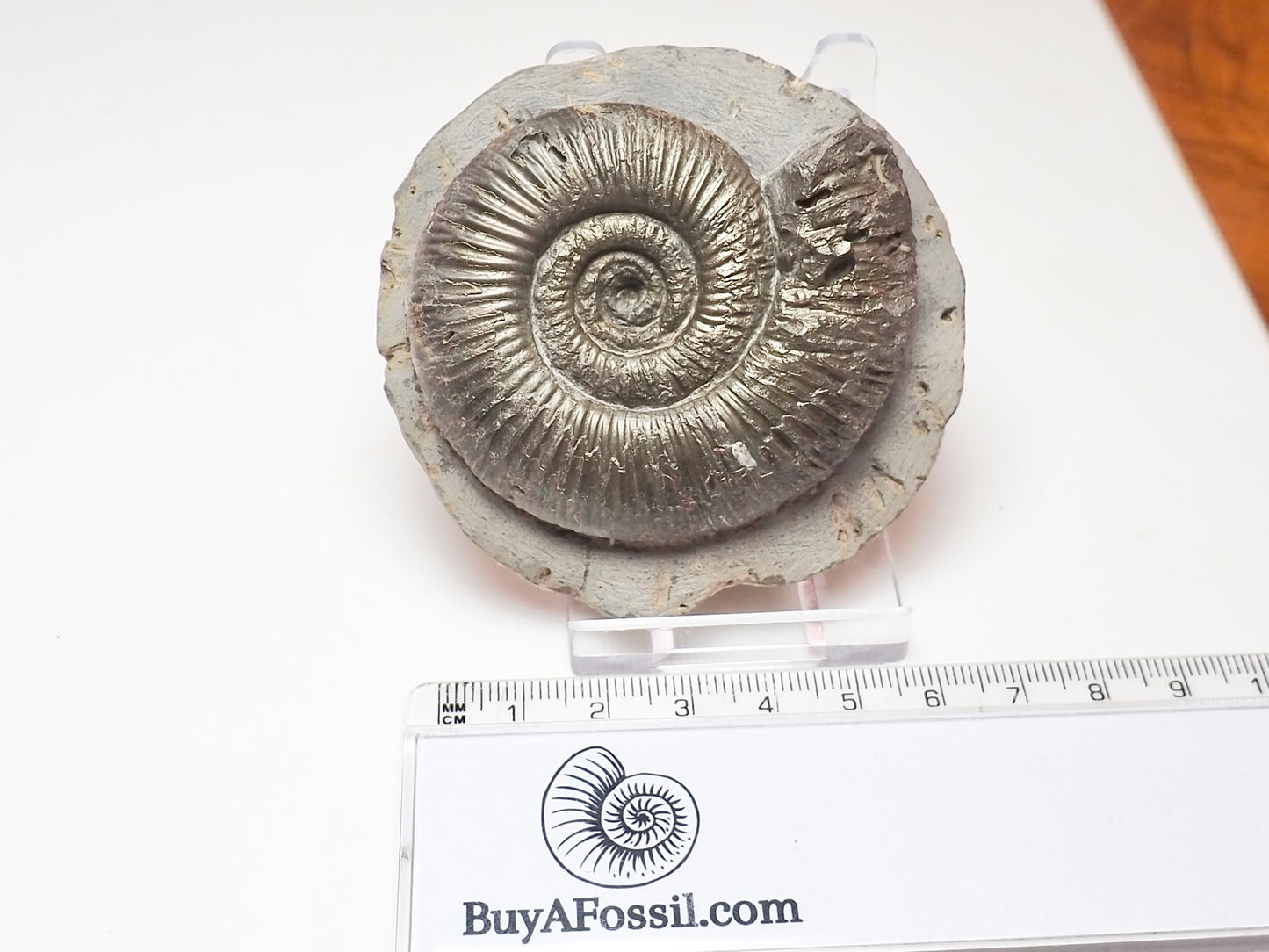 Dactylioceras Semicelatum Ammonite – Whitby Yorkshire Coast Fossil