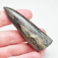 Large Jurassic Belemnite Fossil – Genuine Yorkshire Coast Specimen