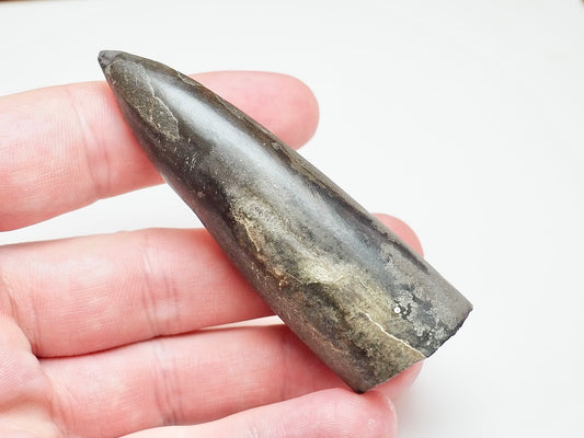 Large Jurassic Belemnite Fossil – Genuine Yorkshire Coast Specimen