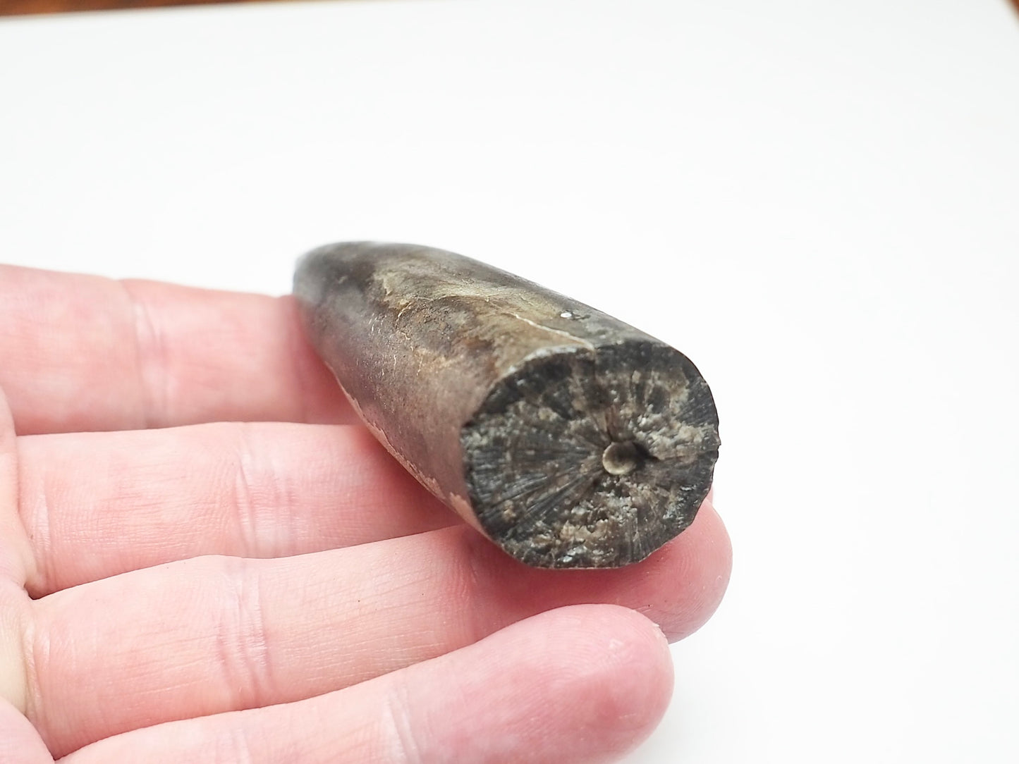 Large Jurassic Belemnite Fossil – Genuine Yorkshire Coast Specimen