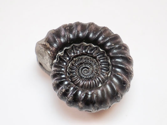Gagaticeras Ammonite Fossil – Yorkshire Jurassic Fossil for Sale
