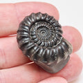 Gagaticeras Ammonite Fossil – Yorkshire Jurassic Fossil for Sale