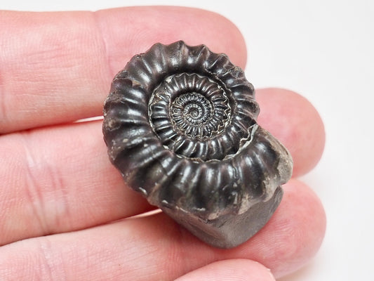 Gagaticeras Ammonite Fossil – Yorkshire Jurassic Fossil for Sale