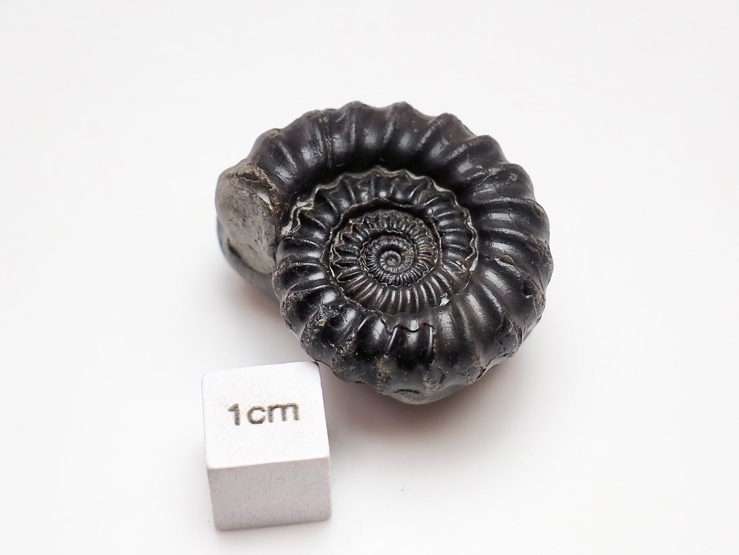 Gagaticeras Ammonite Fossil – Yorkshire Jurassic Fossil for Sale