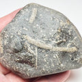 Jurassic Crinoid Fossil Preserved in a Sea-Worn Pebble