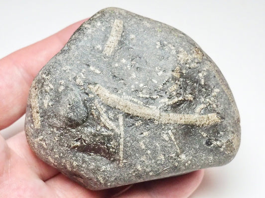 Jurassic Crinoid Fossil Preserved in a Sea-Worn Pebble