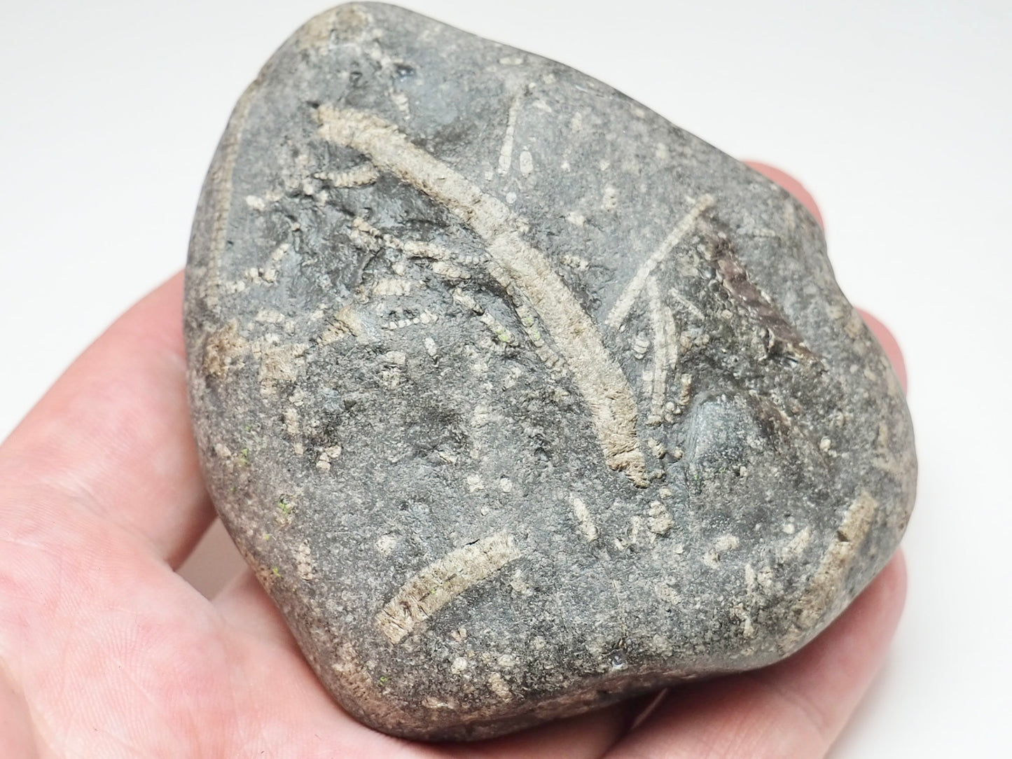 Jurassic Crinoid Fossil Preserved in a Sea-Worn Pebble