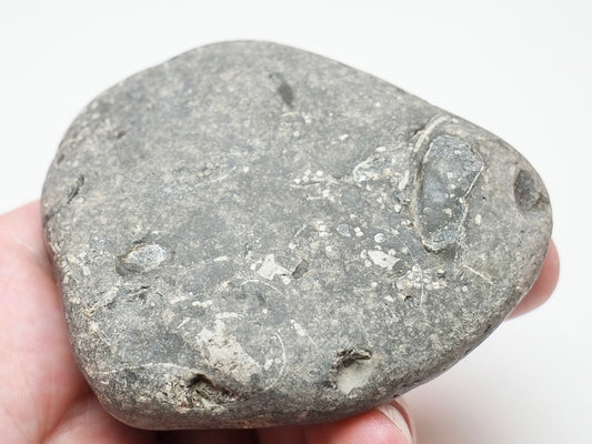 Jurassic Crinoid Fossil Preserved in a Sea-Worn Pebble