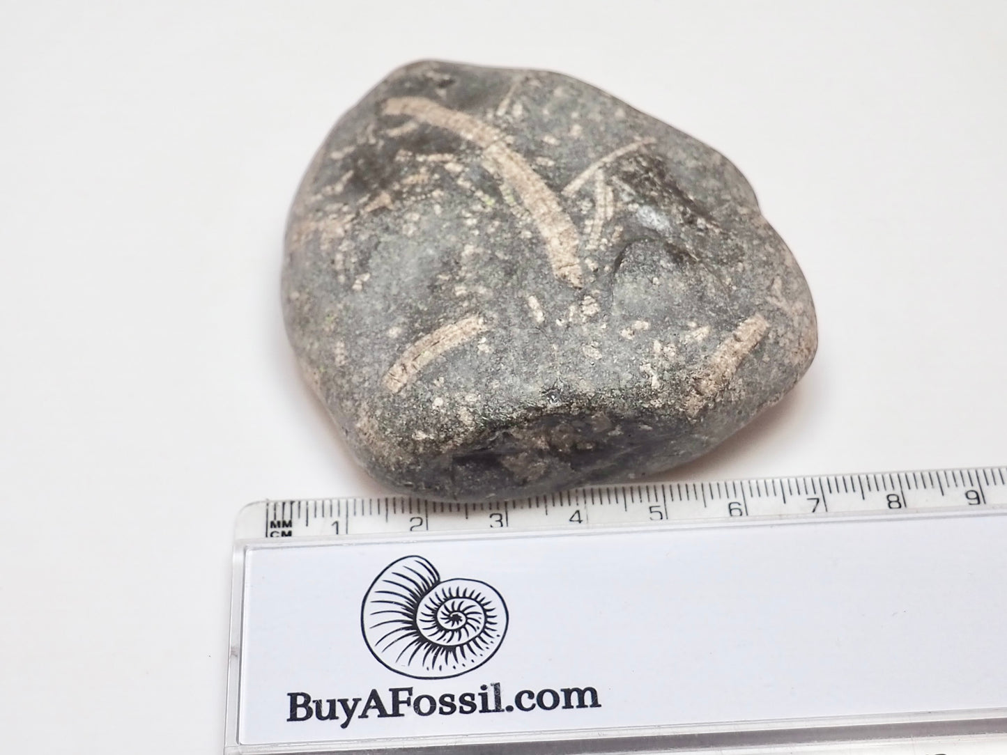 Jurassic Crinoid Fossil Preserved in a Sea-Worn Pebble