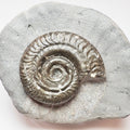 Hildoceras Ammonite Prepared from a Nodule – Jurassic Fossil for Sale
