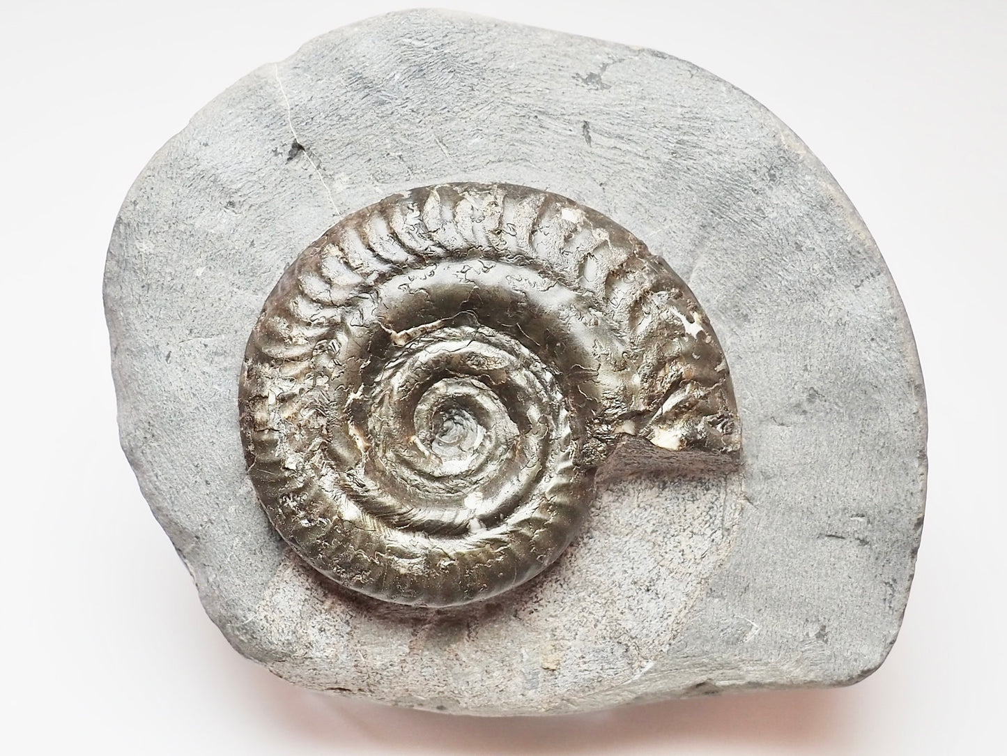 Hildoceras Ammonite Prepared from a Nodule – Jurassic Fossil for Sale