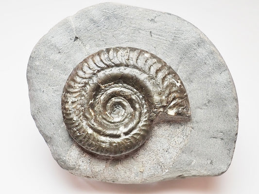 Hildoceras Ammonite Prepared from a Nodule – Jurassic Fossil for Sale