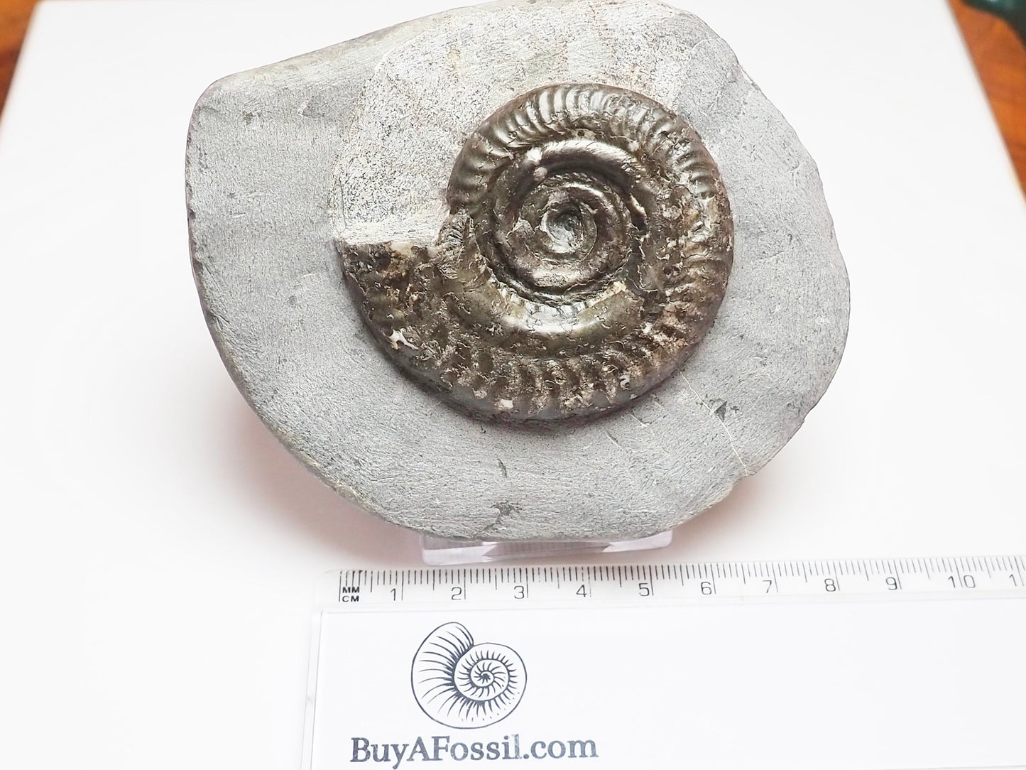 Hildoceras Ammonite Prepared from a Nodule – Jurassic Fossil for Sale