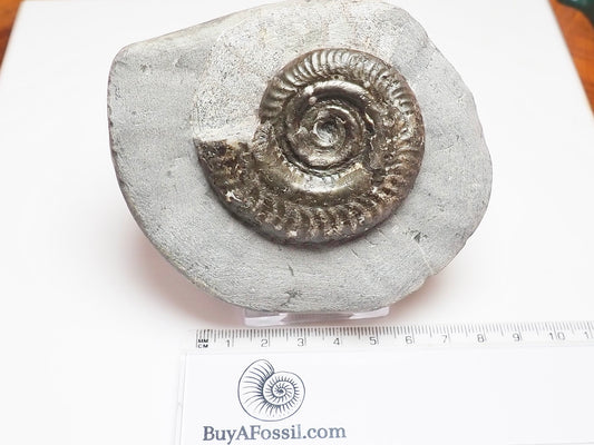 Hildoceras Ammonite Prepared from a Nodule – Jurassic Fossil for Sale