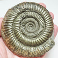 Large Jurassic Dactylioceras Ammonite Fossil for Sale
